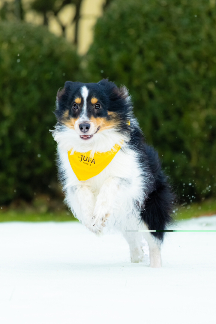 Ihr seht Bruno im Schnee, den Hotelhund des JUFA Hotel Veitsch - eure hundefreundliche Homebase für Abenteuer im Sommer und Winter.