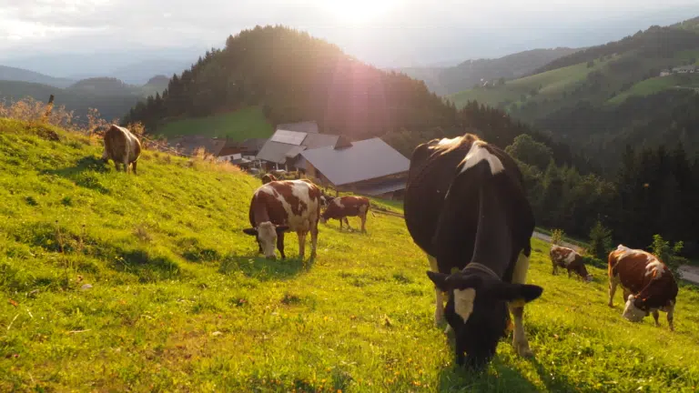 Ihr seht Kühe auf einer Weide.