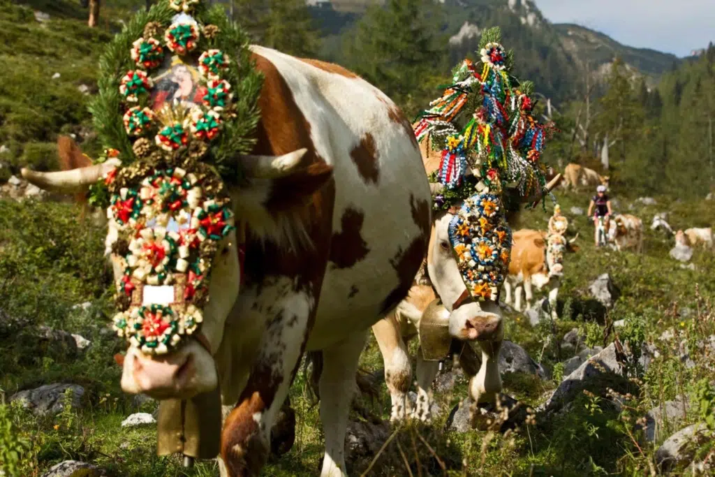 Ihr seht Kühe bei einem Almabtrieb im Salzburger Land. JUFA Hotels bietet Ihnen den Ort für erlebnisreichen Natururlaub für die ganze Familie.
