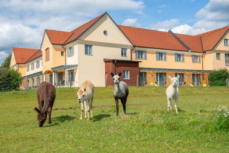 JUFA Hotel Pöllau mit Alpakas