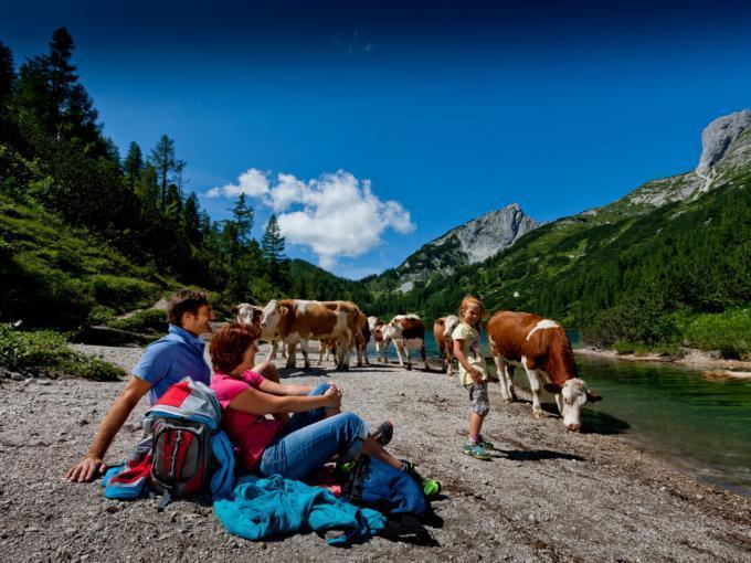 Wanderer sitzend am Staurersee in Taublitz mit Kühen im Sommer. JUFA Hotels bietet Ihnen den Ort für erlebnisreichen Natururlaub für die ganze Familie.