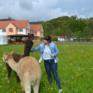 Alpakas kennenlernen im JUFA Hotel Pöllau Bio-Landerlebnis. Der Ort für erlebnisreichen Natururlaub für die ganze Familie.