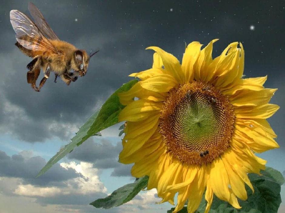 Biene fliegt auf eine Sonnenblume zu und im Hintergrund ziehen Gewitterwolken auf. JUFA Hotels bietet Ihnen den Ort für erlebnisreichen Natururlaub für die ganze Familie.