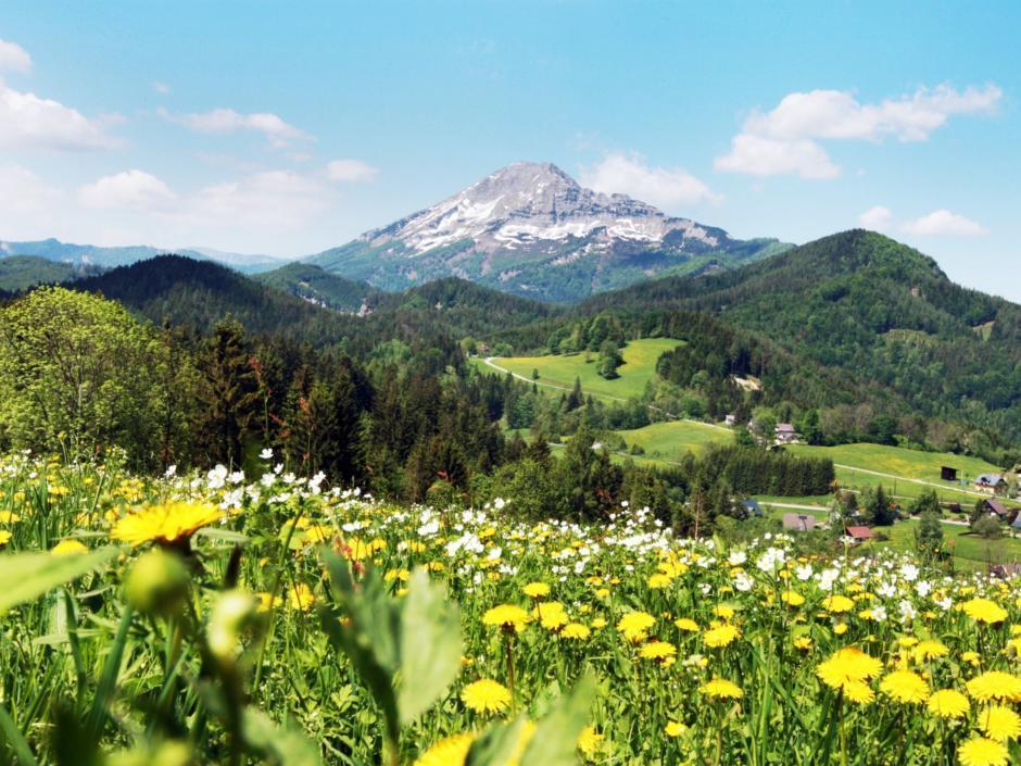 Blumenwiese in Annaberg mit Blick auf den Ötscher im Sommer in der Nähe von JUFA Hotels. Der Ort für erholsamen Familienurlaub und einen unvergesslichen Winter- und Wanderurlaub.