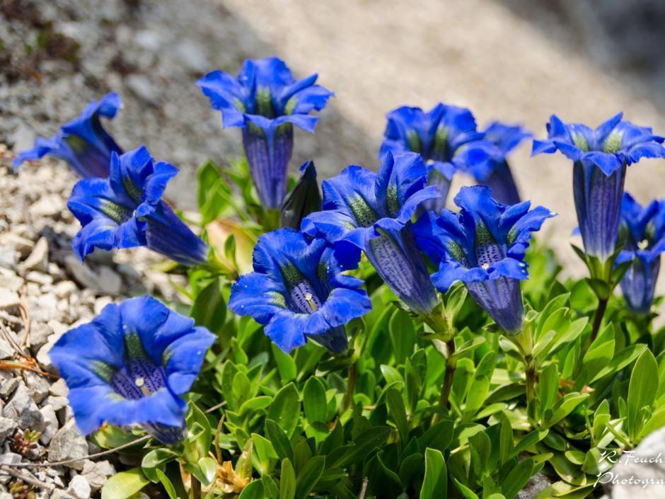 Im Alpengarten Bad Aussee können der Blaue Enzian und viele andere wunderschöne Alpenblumen bewundert werden. JUFA Hotels bietet Ihnen den Ort für erlebnisreichen Natururlaub für die ganze Familie.