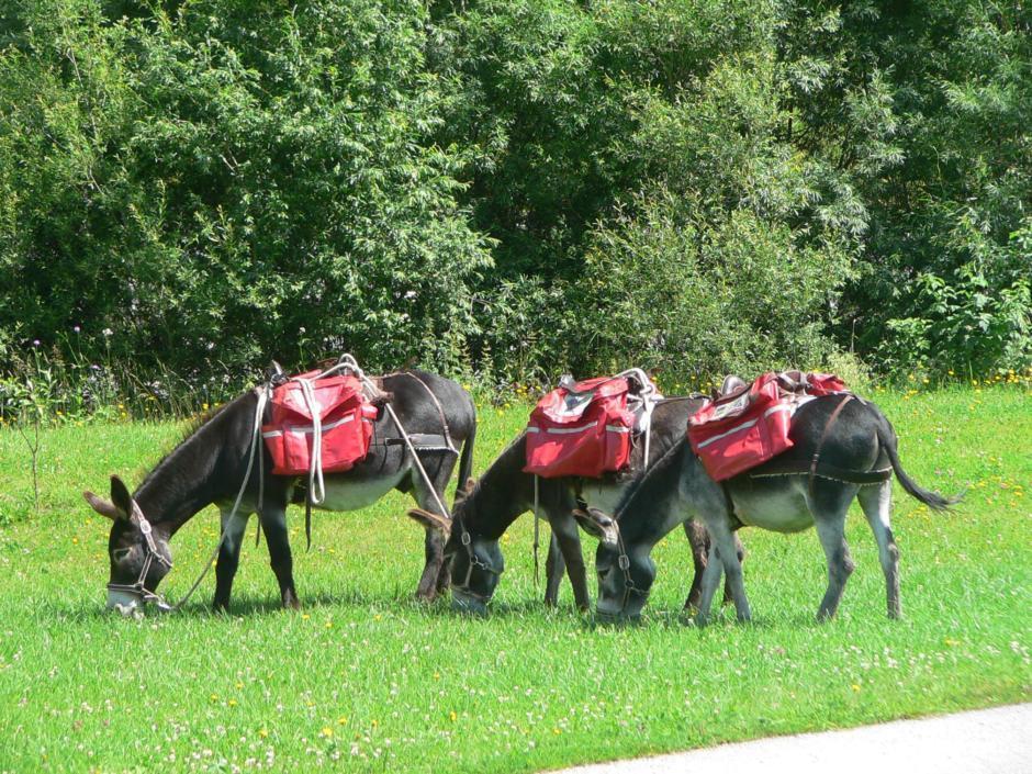 Drei Esel grasen auf einer grünen Wiese beim EselReich in Mariazell in der Hochsteiermark. JUFA Hotels bietet kinderfreundlichen und erlebnisreichen Urlaub für die ganze Familie.