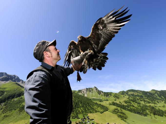 Sie sehen einen Mann mit Falken der Falknerei Galina am Arm in Triesenberg. JUFA Hotels bietet Ihnen den Ort für erlebnisreichen Natururlaub für die ganze Familie.
