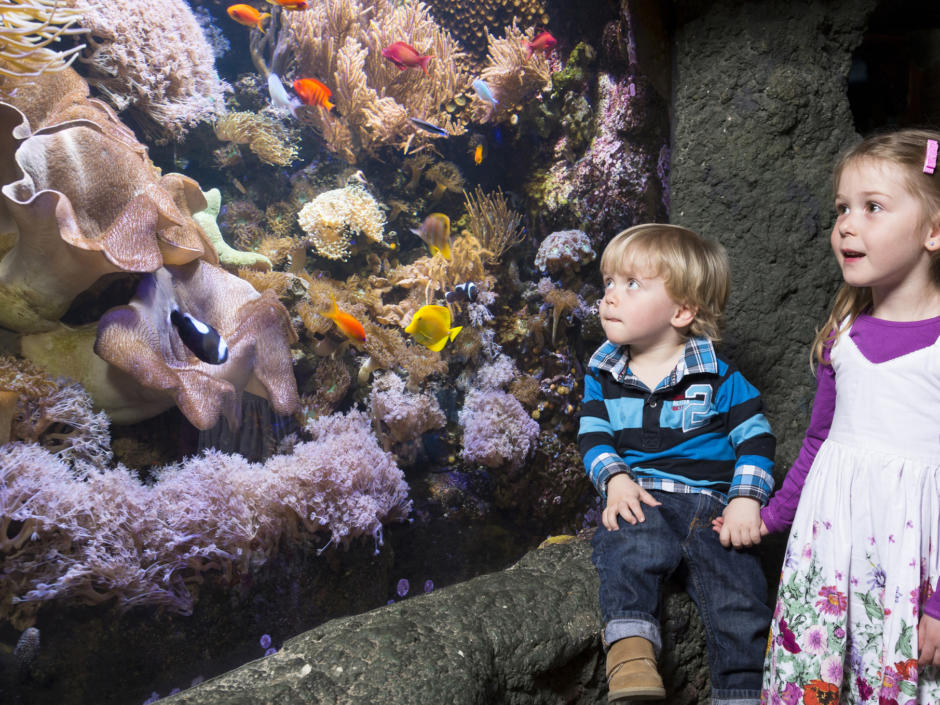 Zwei Kinder betrachten ein Aquarium im Sea Life Hannover. JUFA Hotels bietet erlebnisreichen Städtetrip für die ganze Familie und den idealen Platz für Ihr Seminar.
