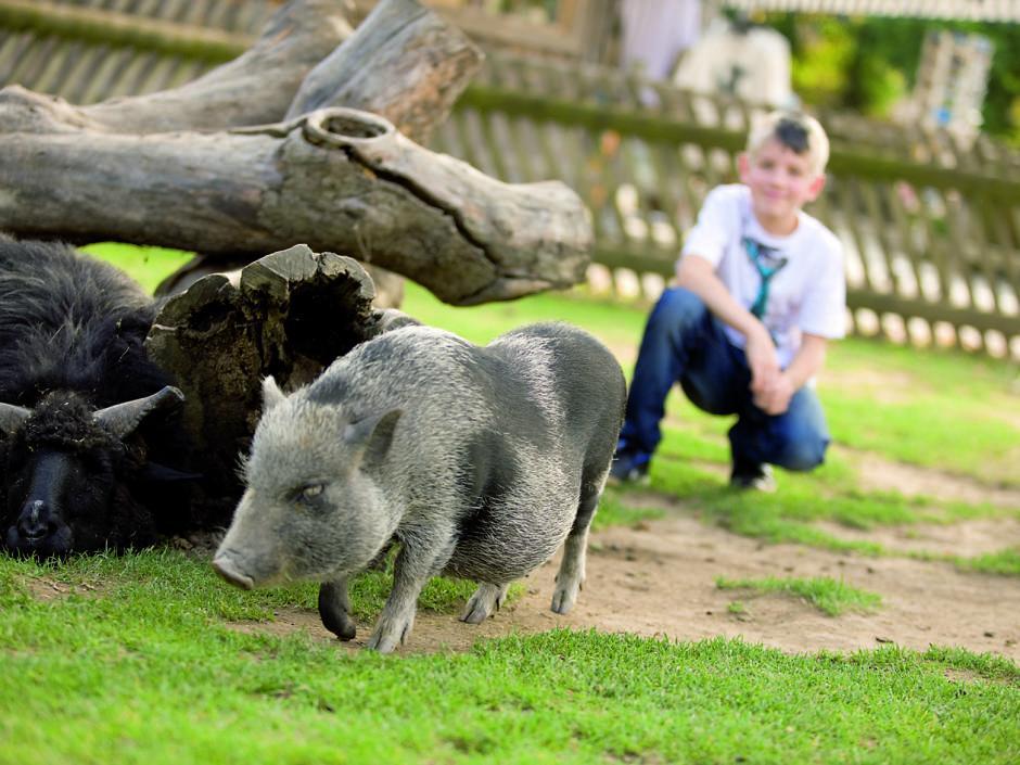 Ein Junge beobachtet ein Hängebauchschwein im Streichelzoo direkt beim JUFA Hotel Tieschen - Landerlebnis. JUFA Hotels bietet Ihnen den Ort für erlebnisreichen Natururlaub für die ganze Familie.
