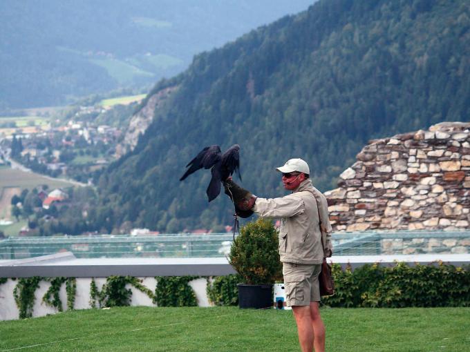 Sie sehen ein Bild von einer laufenden Greifvogelschau in der Adlerarena auf der Burgruine Landskron in Oberkärnten. Der Kärntner Landessieger bei der TV-Sendung "9 Plätze - 9 Schätze".