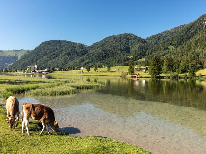 Sie sehen den Pillersee umringt von saftig grünen Wiesen und Wälder im Sommer mit 2 grasenden Kühen im Vordergrund. Der Tiroler Landessieger bei der TV-Sendung "9 Plätze - 9 Schätze"