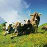 Sie sehen Kühe von Alp Pradamee Käse in Liechtenstein. JUFA Hotels bietet kinderfreundlichen und erlebnisreichen Urlaub für die ganze Familie.