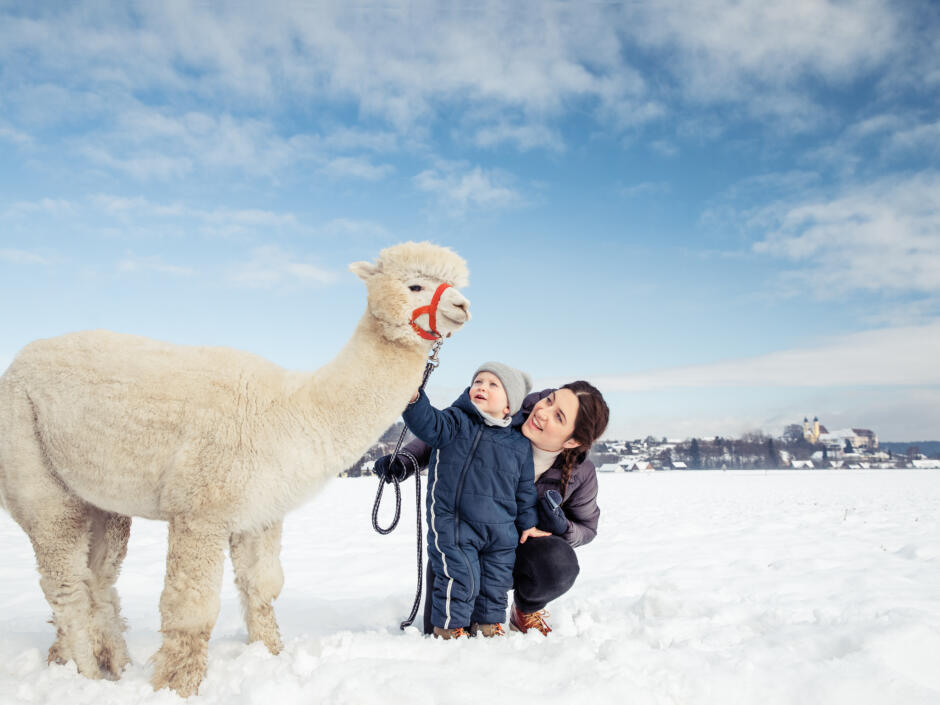 Sie sehen eine Familie bei einer Winterwanderung mit einem Alpaka im Schilcherland Steiermark. JUFA Hotels bieten Ihnen einzigartige Urlaubserlebnisse.