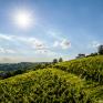 Sie sehen die Weingärten am Eisenberg im Südburgenland im Sommer. Der burgenländische Landessieger bei der TV-Sendung "9 Plätze - 9 Schätze"