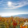Sie sehen ein Herbstbild vom Eisenberg im Südburgenland mit der Aussichtsplattform Weinblick. Der burgenländische Landessieger bei der TV-Sendung "9 Plätze - 9 Schätze"