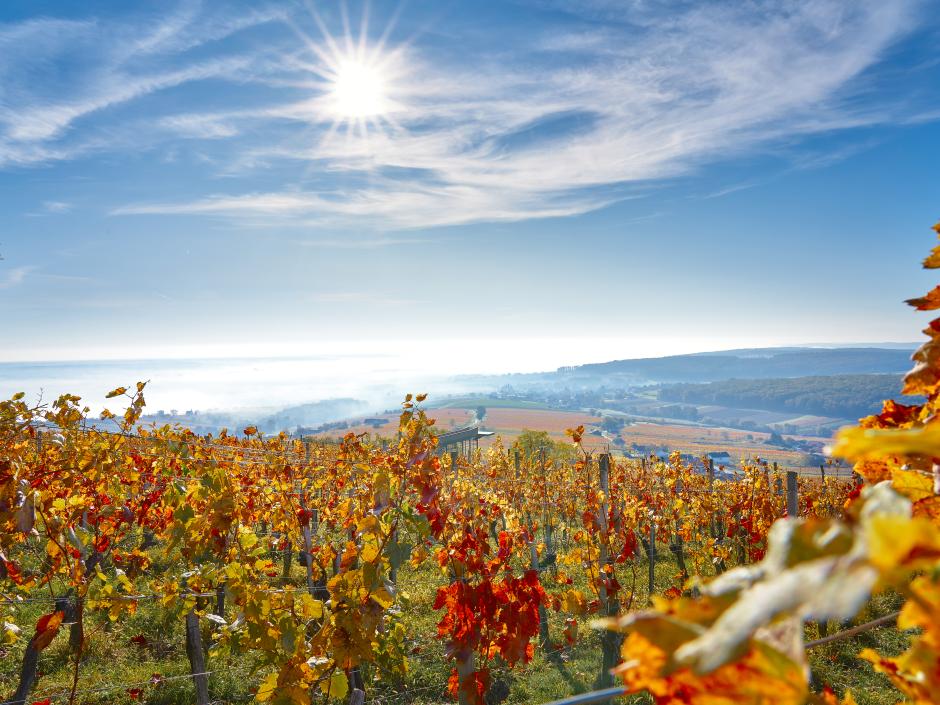 Sie sehen ein Herbstbild vom Eisenberg im Südburgenland mit der Aussichtsplattform Weinblick. Der burgenländische Landessieger bei der TV-Sendung "9 Plätze - 9 Schätze"