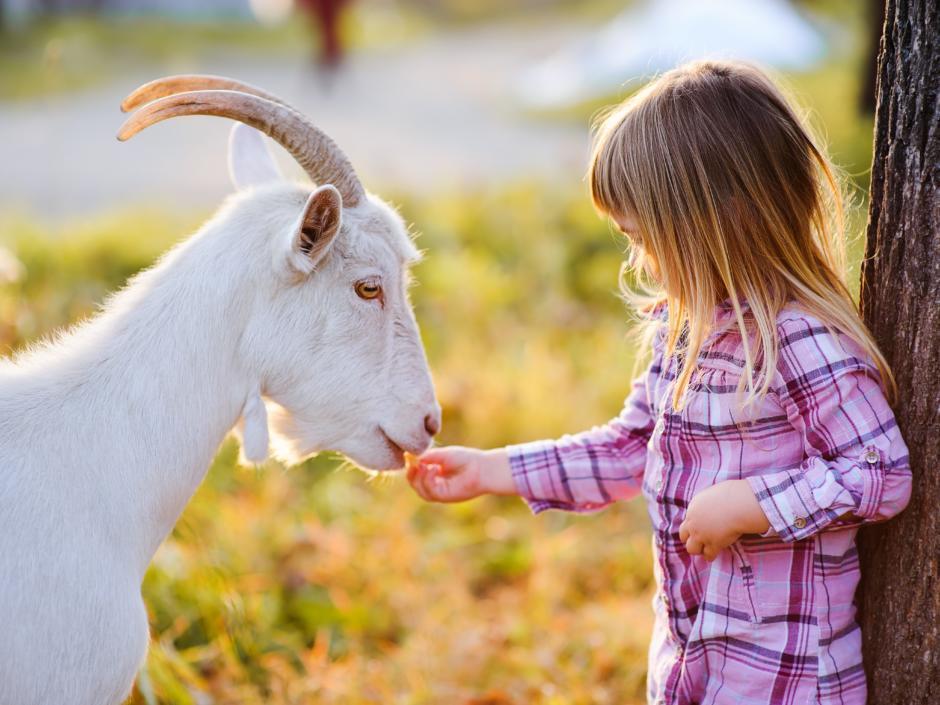 Kleines Mädchen füttert weiße Ziege im Freien. JUFA Hotels bieten erholsamen Familienurlaub und einen unvergesslichen Winter- und Wanderurlaub.