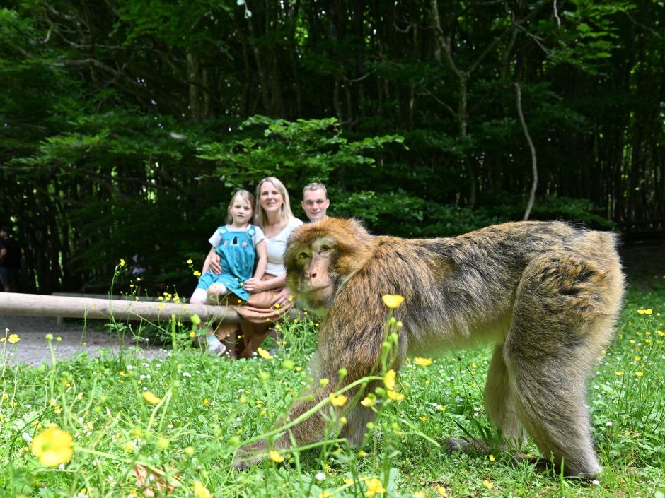 Affenberg Salem: Familie Hartung sitzt am Zaun und beobachtet einen Affen in der Wiese.