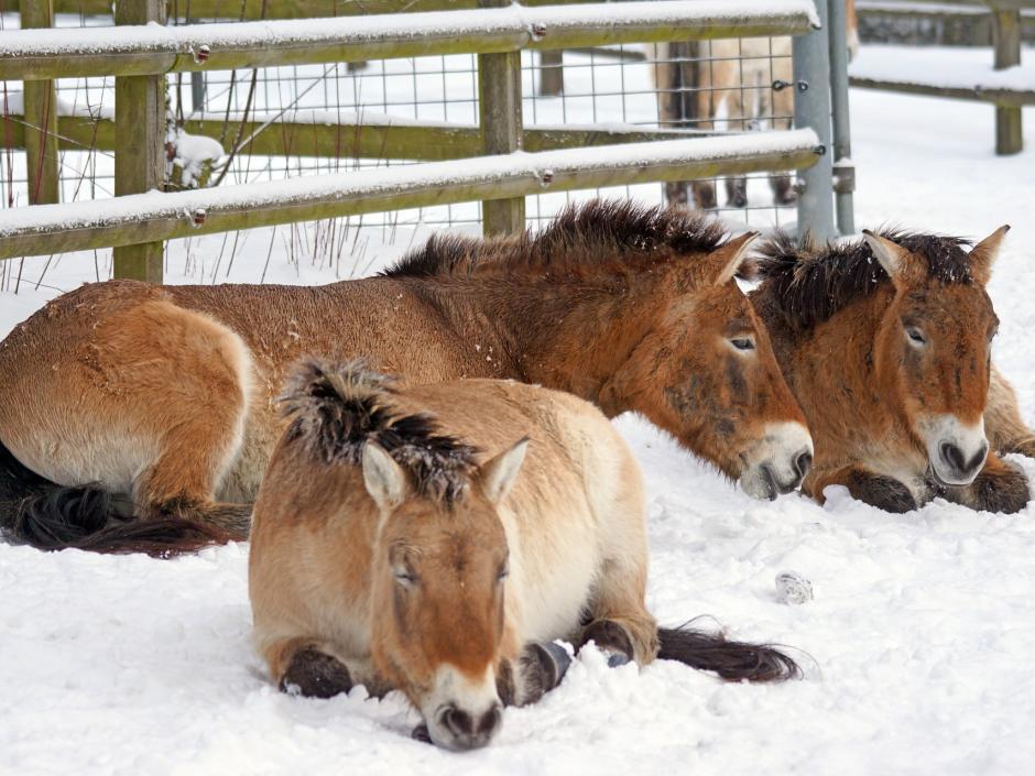 Przewalski-Urwildpferde im Schnee