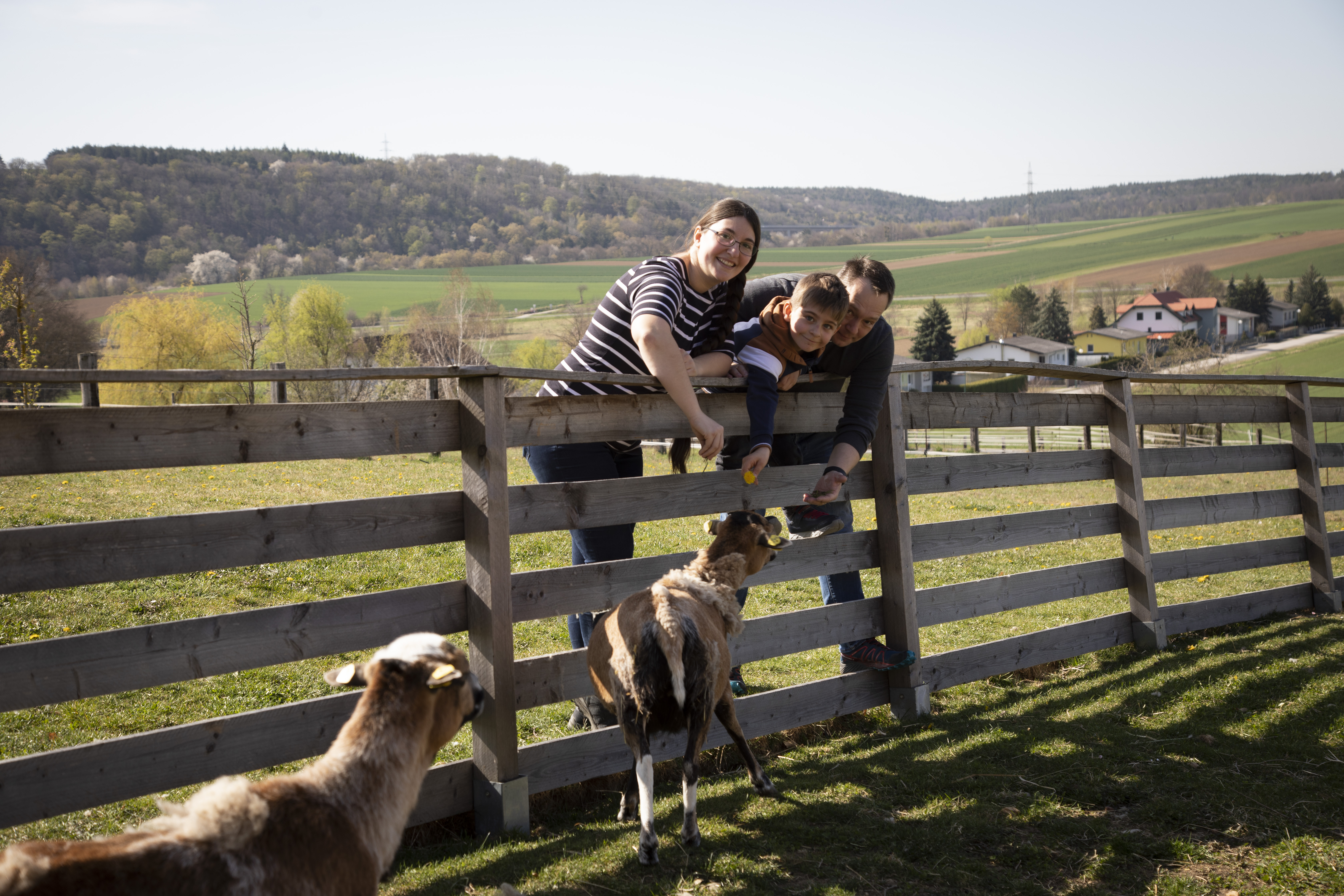Sie sehen zwei Schafe im JUFA Hotel Neutal – Landerlebnis***. Der Ort für kinderfreundlichen und erlebnisreichen Urlaub für die ganze Familie.