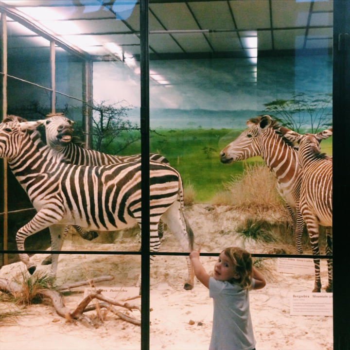 Mit Kindern ist der der Tiergarten Schönbrunn immer einen Besuch wert. Hier im Gehege mit den Zebras.