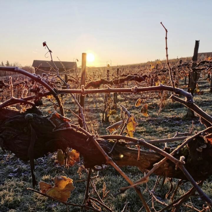 Sie sehen Weingärten im Winter in Hochgrail in der Südsteiermark. JUFA Hotels bietet Ihnen einzigartige Urlaubserlebnisse in der Steiermark.