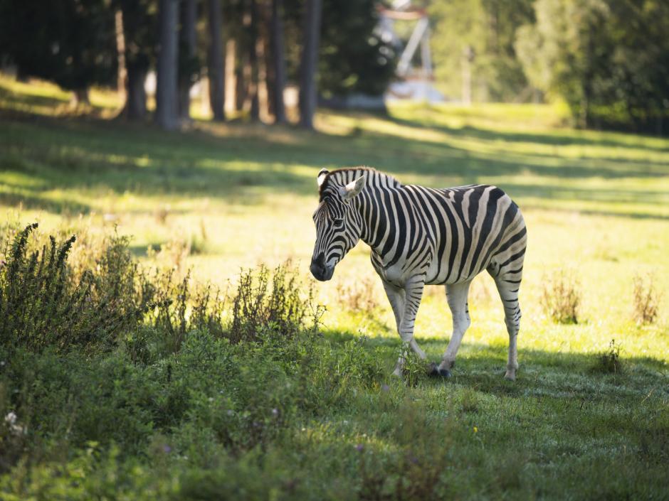 Sie sehen ein Zebra im Gehege des Wildparks Tatzmania in Löffingen.